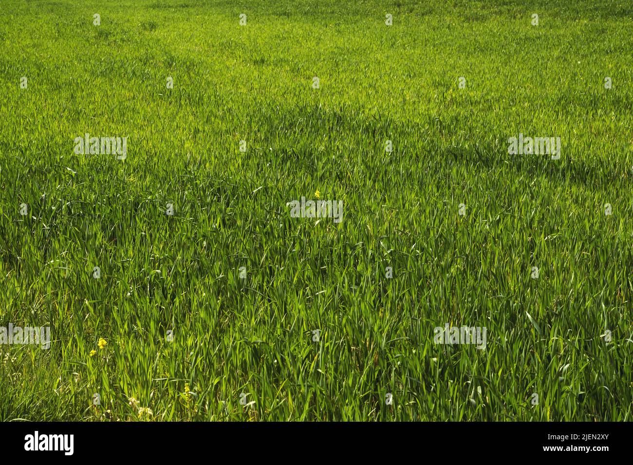 Gros plan sur la texture de fond de l'herbe. Banque D'Images