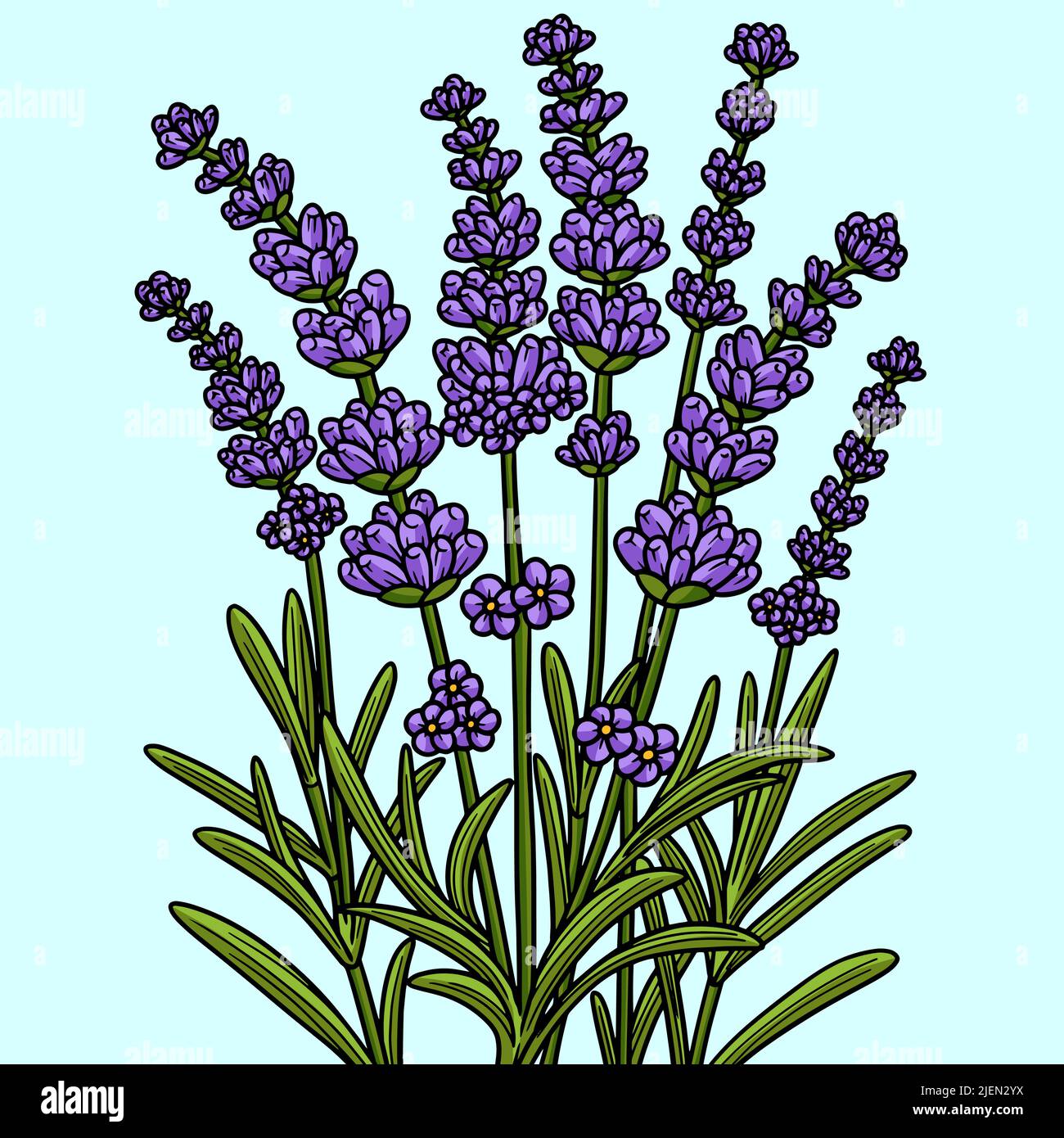 Illustration du dessin animé couleur fleur de lavande Illustration de Vecteur