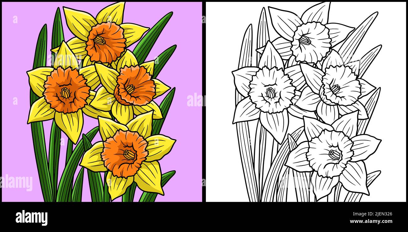 Daffodil Flower coloriage page colorée Illustration Illustration de Vecteur