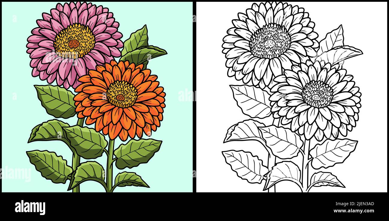 Gerbera Flower coloring page Illustration colorée Illustration de Vecteur