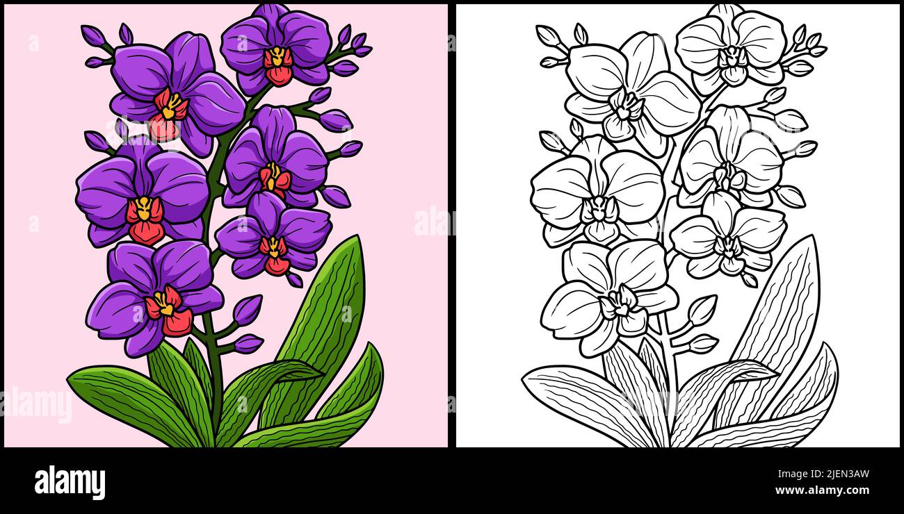 Orchid Flower coloring page Illustration colorée Illustration de Vecteur