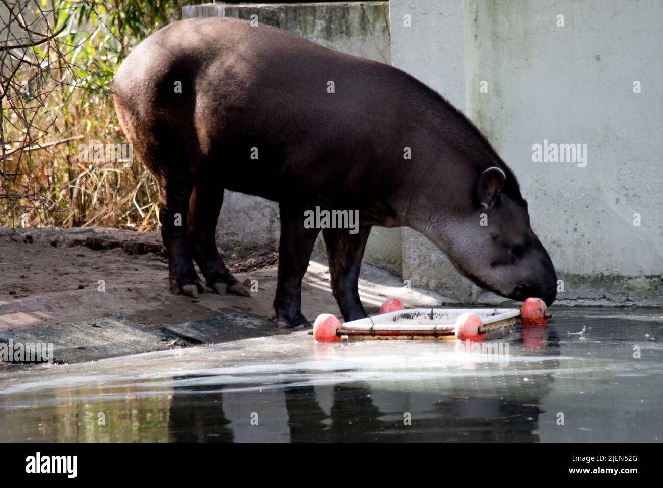 Portrait d'un tapir au zoo de Buenos Aires Banque D'Images