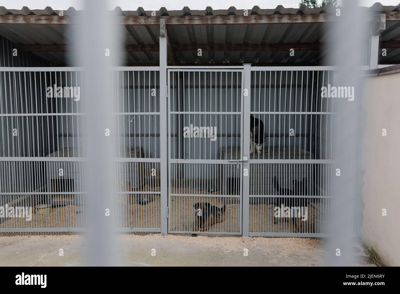 Chiens derrière les bars dans l'abri Banque D'Images