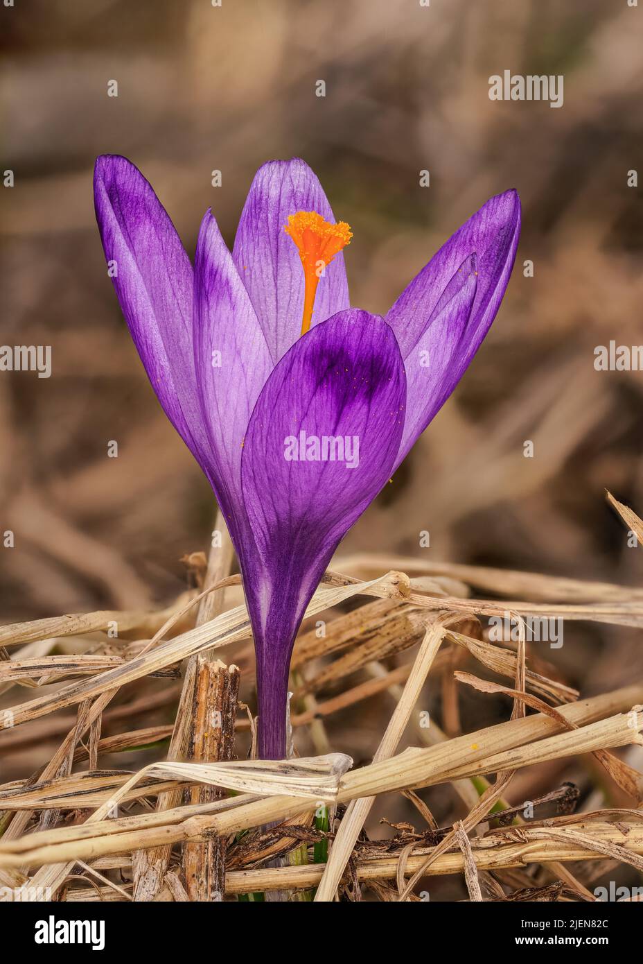 Iris violet et jaune sauvage Crocus heuffelianus fleur qui pousse à l'ombre, herbe sèche et feuilles autour Banque D'Images