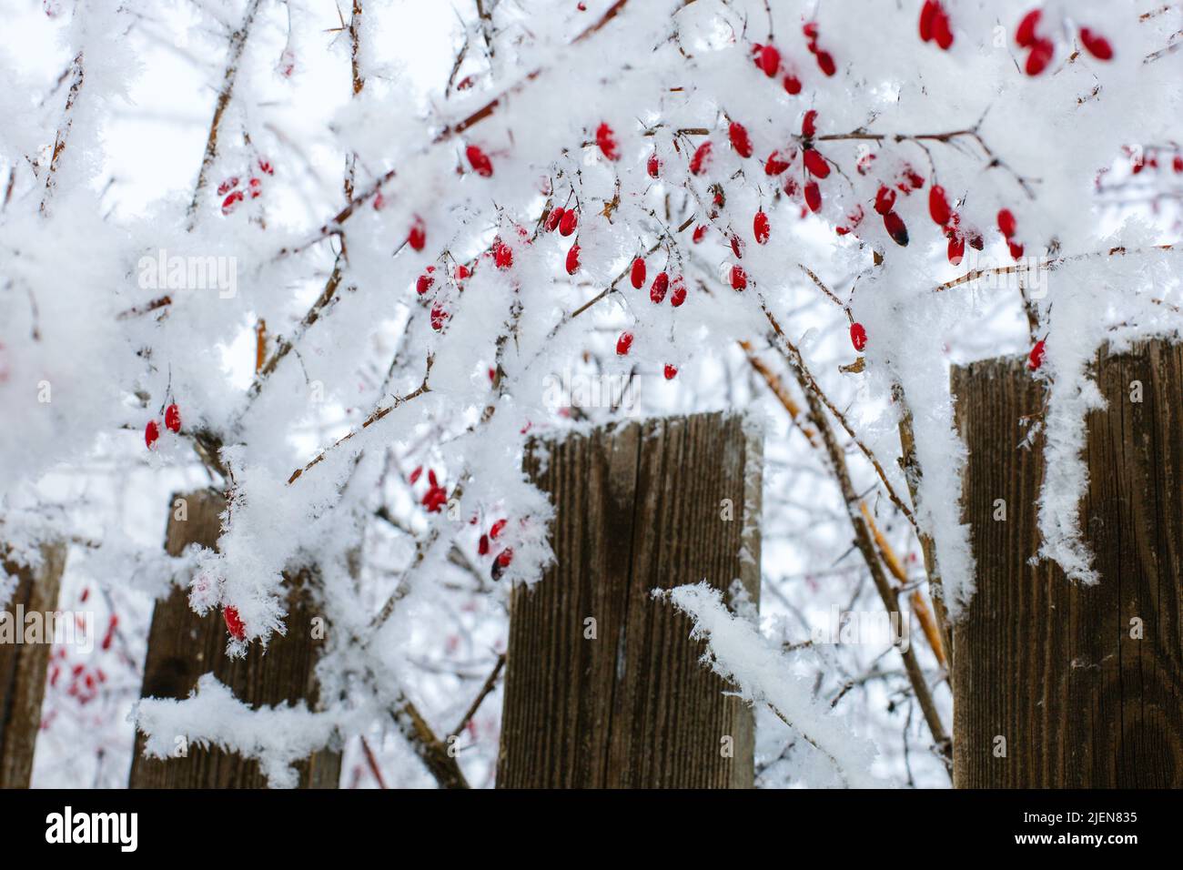 Fines brindilles aux baies rouges recouvertes de neige qui poussent au-dessus de la clôture en bois pendant la journée. Copier l'espace. Très agréable hiver avec des tonnes de neige Banque D'Images