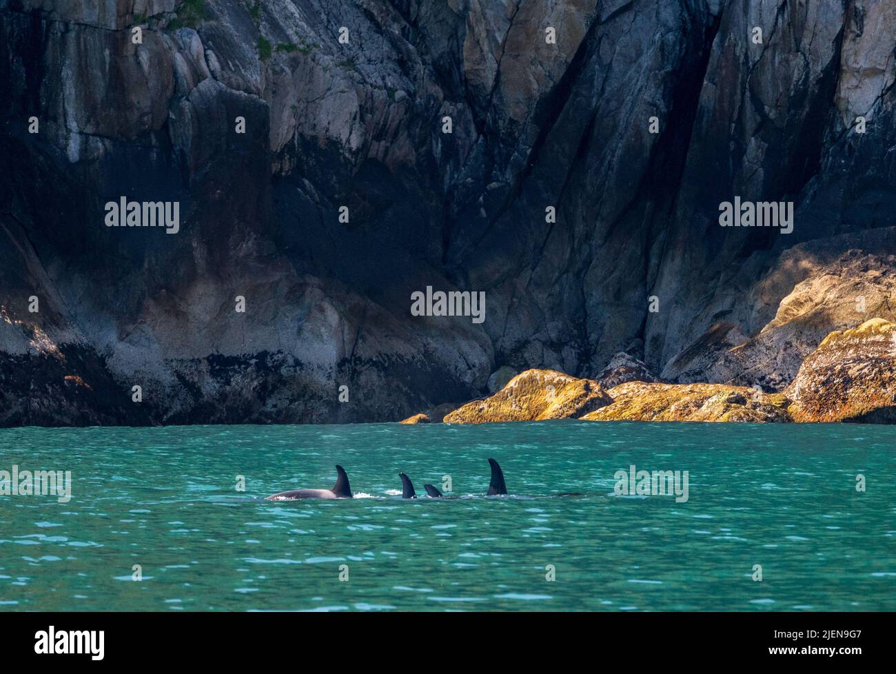 Nageoire sombre de baleine d'orque traversant l'eau de Resurrection Bay Seward Alaska Banque D'Images
