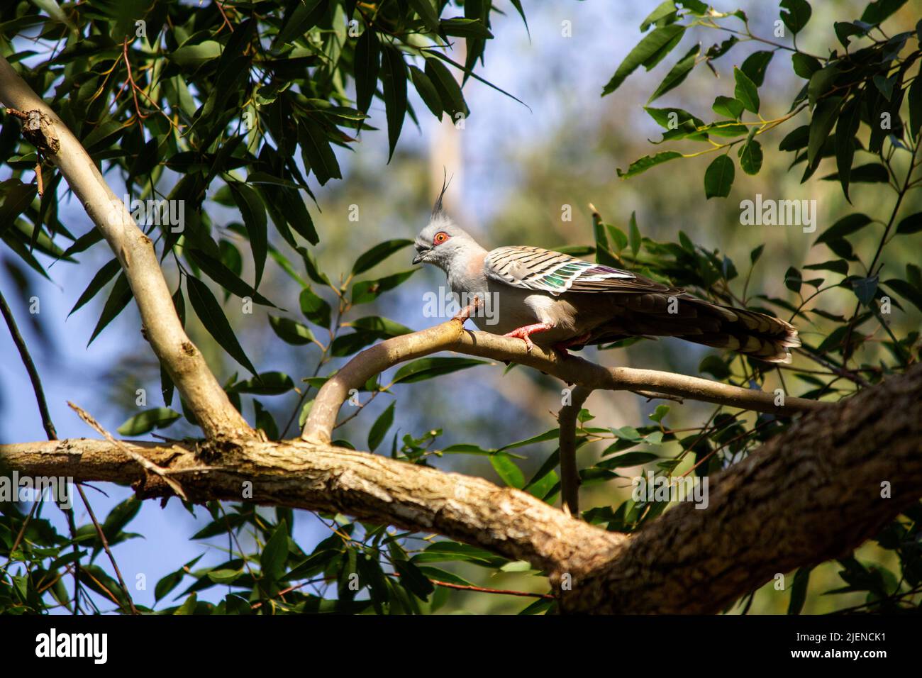 Un pigeon à crête australien (Ocyphaps lophotes) perché sur un arbre à Sydney, Nouvelle-Galles du Sud, Australie (photo de Tara Chand Malhotra) Banque D'Images