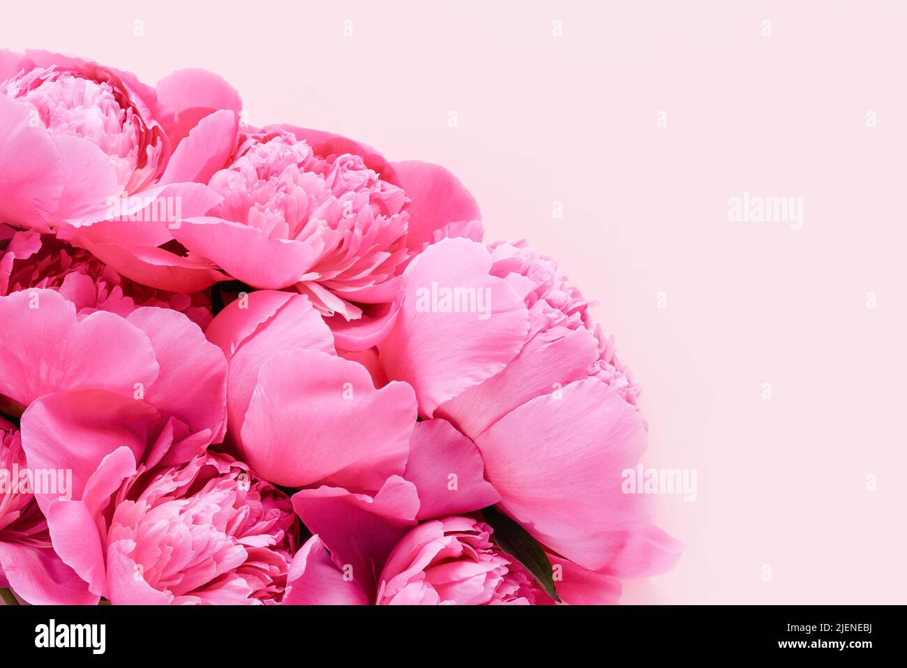 Pivoines roses sur fond rose. Fête des mères, Saint-Valentin, concept de célébration d'anniversaire. Vue de dessus, espace de copie pour le texte Banque D'Images