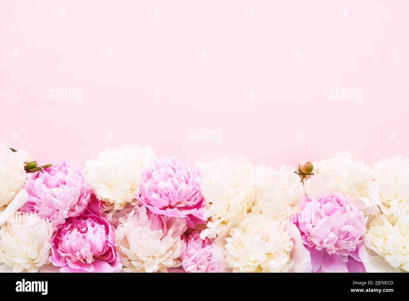 Pivoines roses et blanches sur fond rose clair. Anniversaire, Saint-Valentin, Fête des mères, concept de la Journée des femmes. Vue de dessus, espace de copie, mise au point programmable Banque D'Images