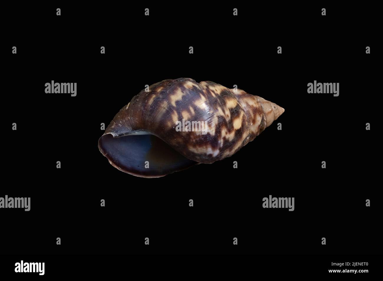 Grande coquille d'escargot indonésienne isolée sur fond noir Banque D'Images