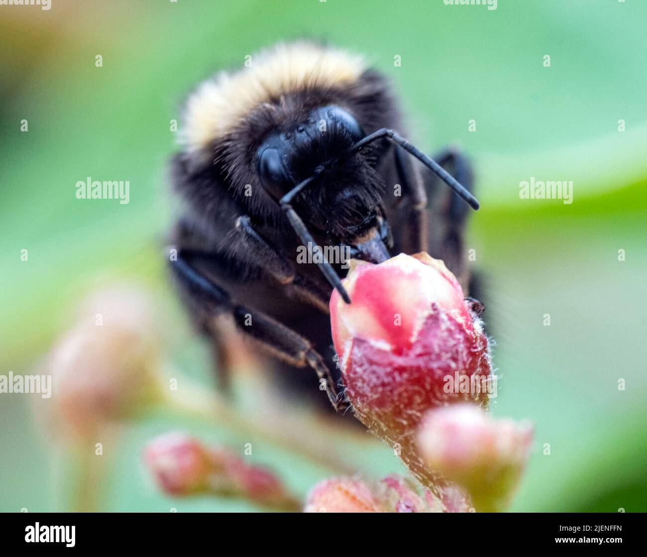 Une abeille collectant du pollen sur une fleur dans un jardin arrière anglais, avec sa langue sortie. Banque D'Images