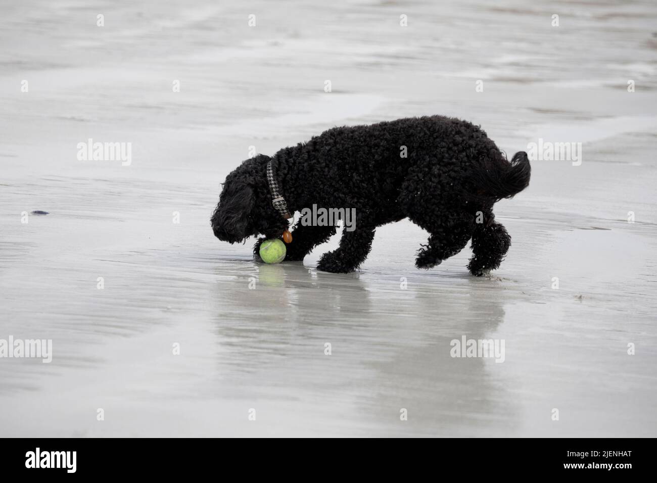 Black Cockapoo jouant avec un ballon à la plage de LUSKENTIRE sur l'île de Harris, Outer Hebrides, Écosse, Royaume-Uni Banque D'Images