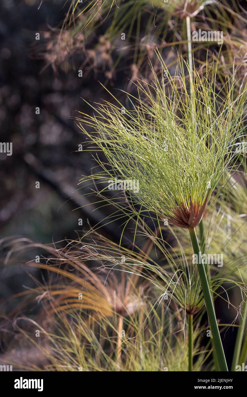 Détail de la plante de papyrus de Cyperus, Banque D'Images