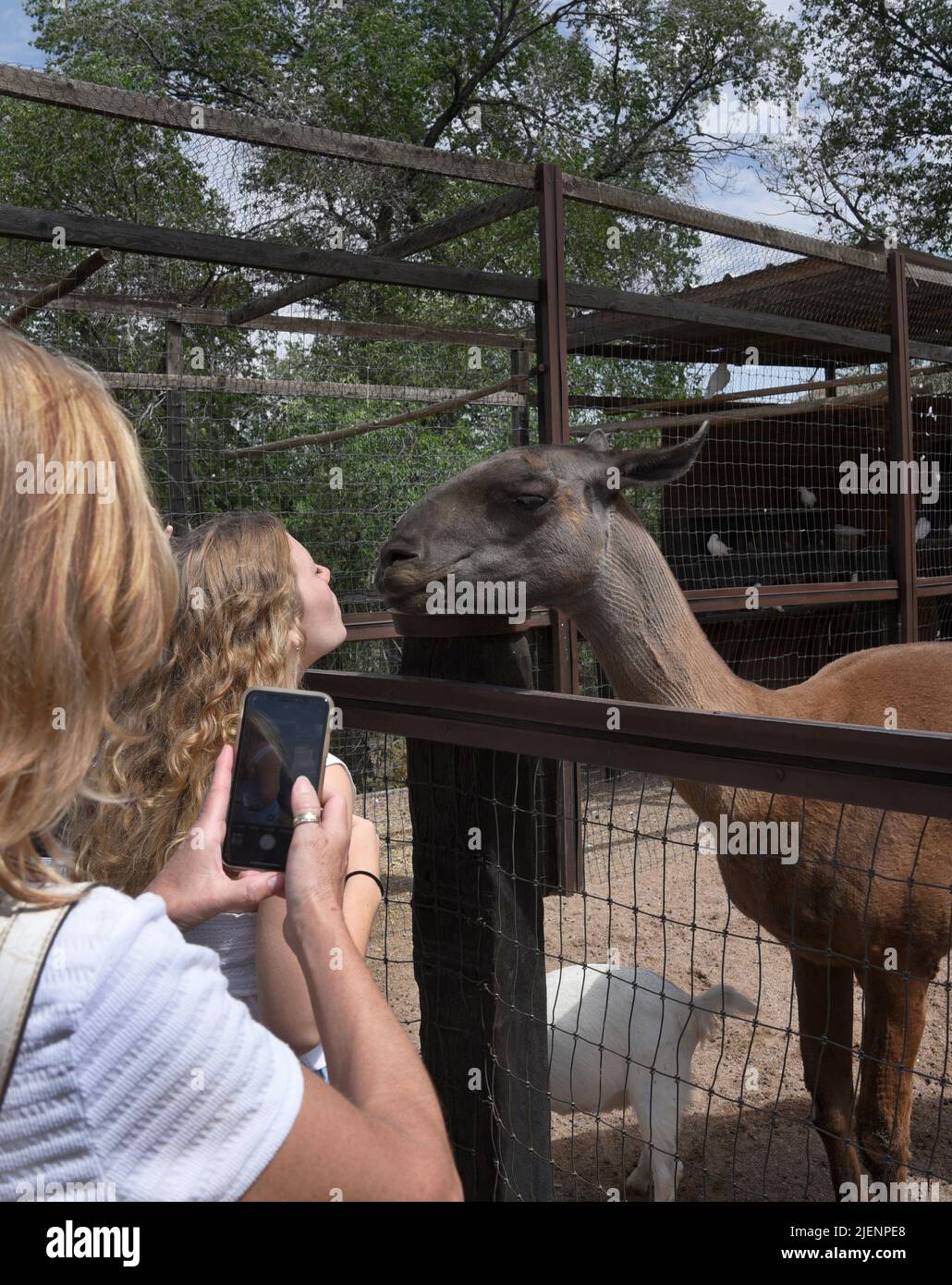 Les touristes prennent des photos d'un lama dans un zoo privé pour enfants dans la petite ancienne ville minière de Cerrillos au Nouveau-Mexique près de Santa Fe. Banque D'Images