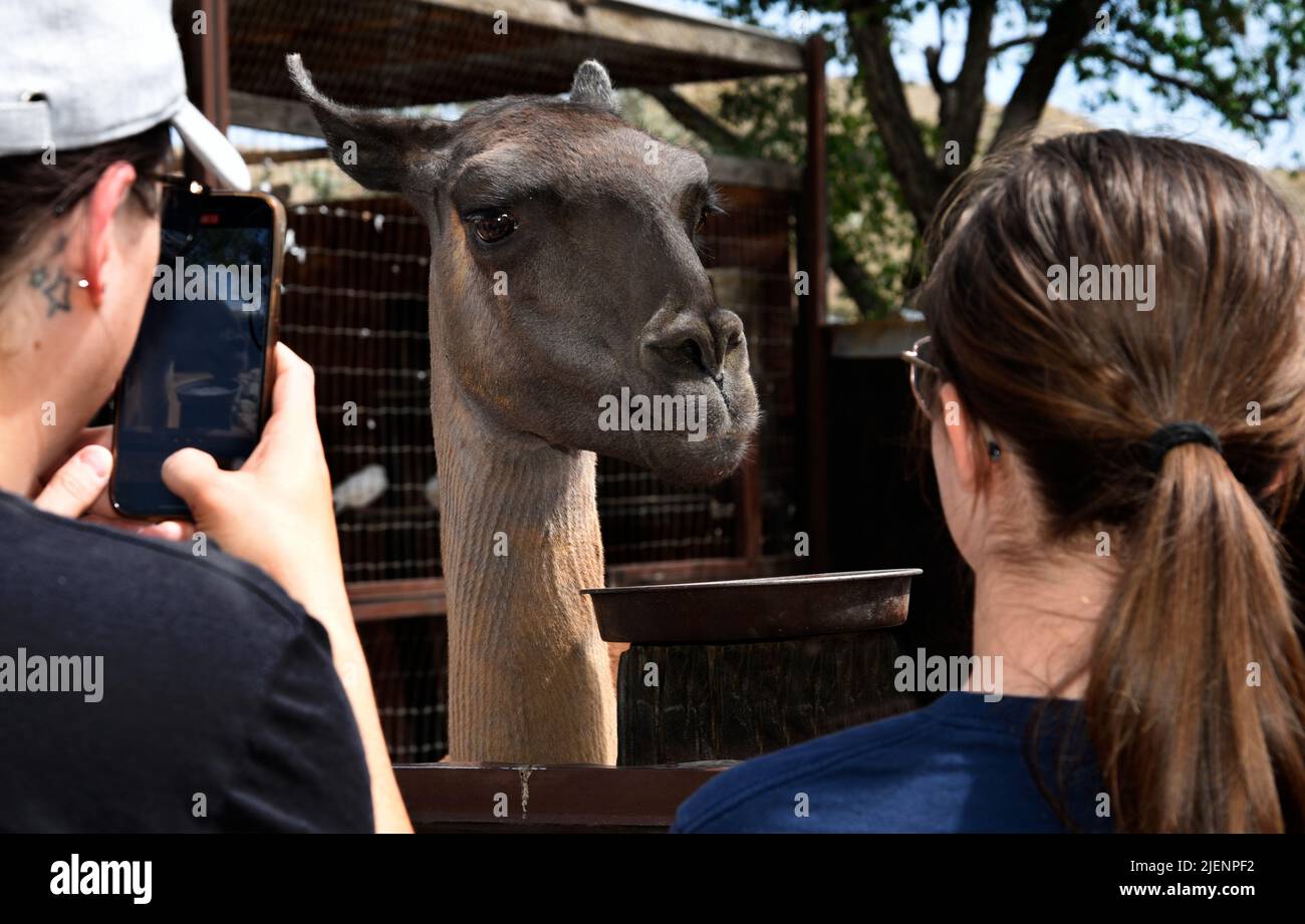 Les touristes prennent des photos d'un lama dans un zoo privé pour enfants dans la petite ancienne ville minière de Cerrillos au Nouveau-Mexique près de Santa Fe. Banque D'Images