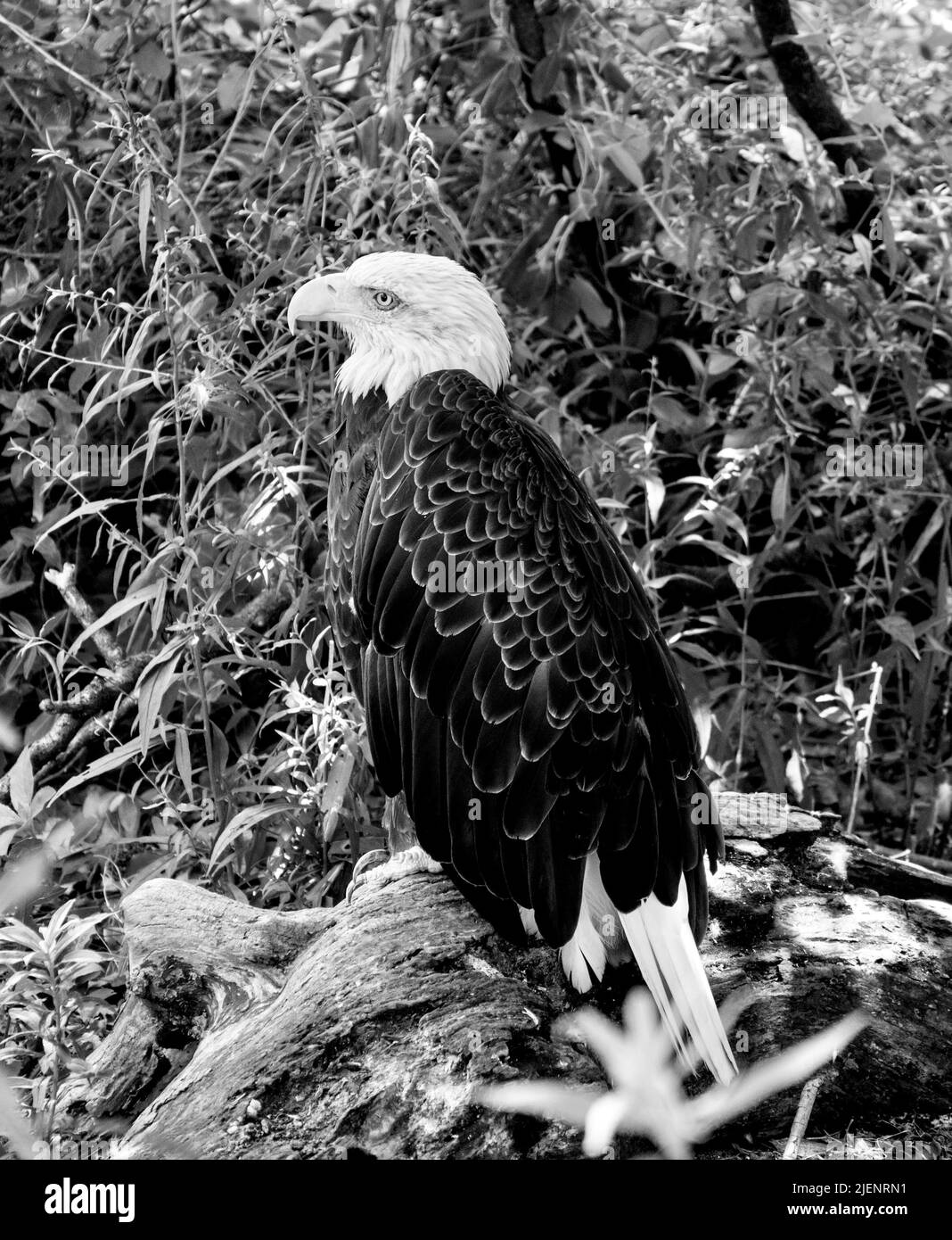 Perroquets et aigles américains et sud-américains, et un charme d'Abyssinian, prairies, Banque D'Images