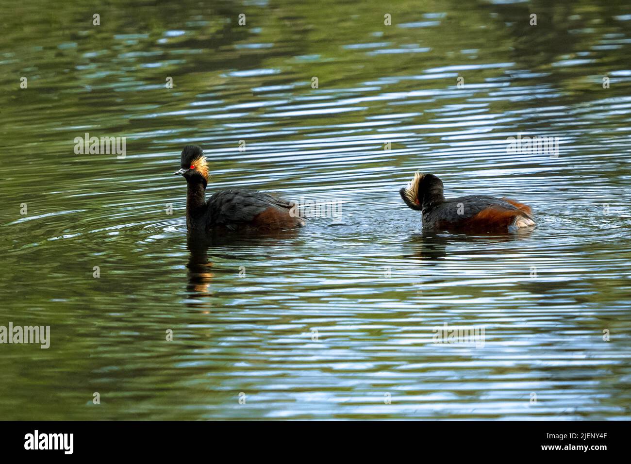 Une paire de grebes élevés (Podiceps nigricollis) nagent dans un lac humide, avec une alerte et l'autre toilettage. Banque D'Images