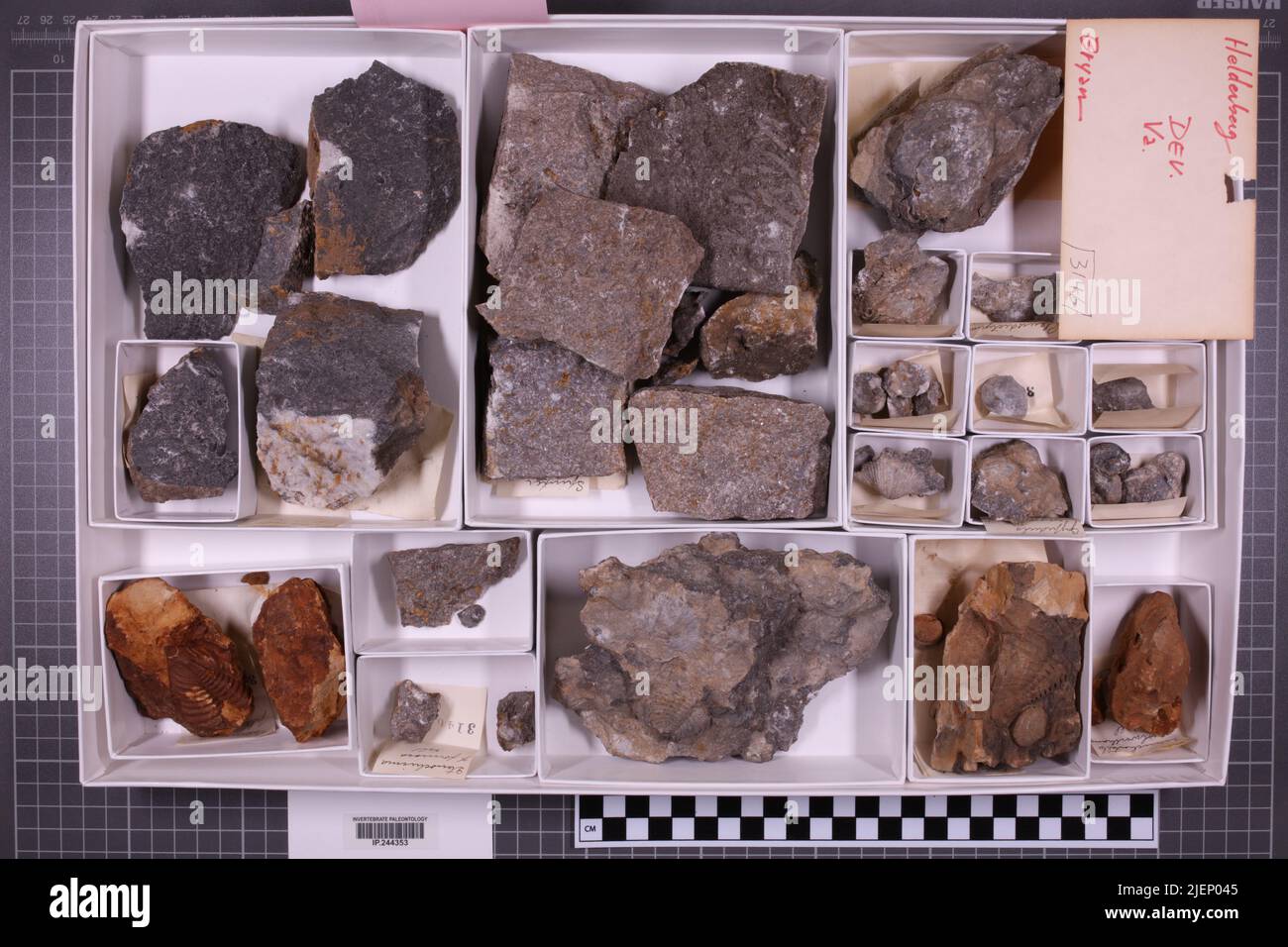 taxons mixtes, collection stratigraphique. accc: 3146; Banque D'Images