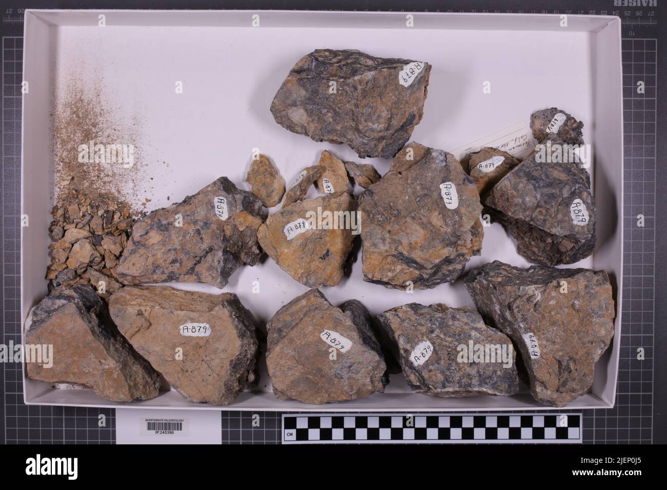 taxons mixtes, collection stratigraphique. accc: 7049; Banque D'Images