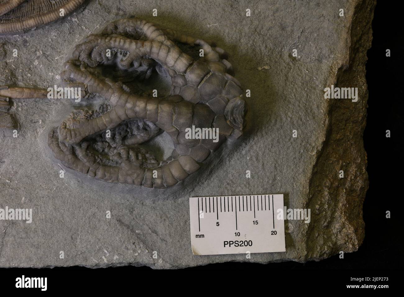Onychocrinus sp. Banque D'Images