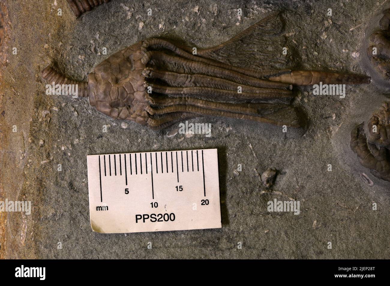 Macrocrinus sp. Banque D'Images