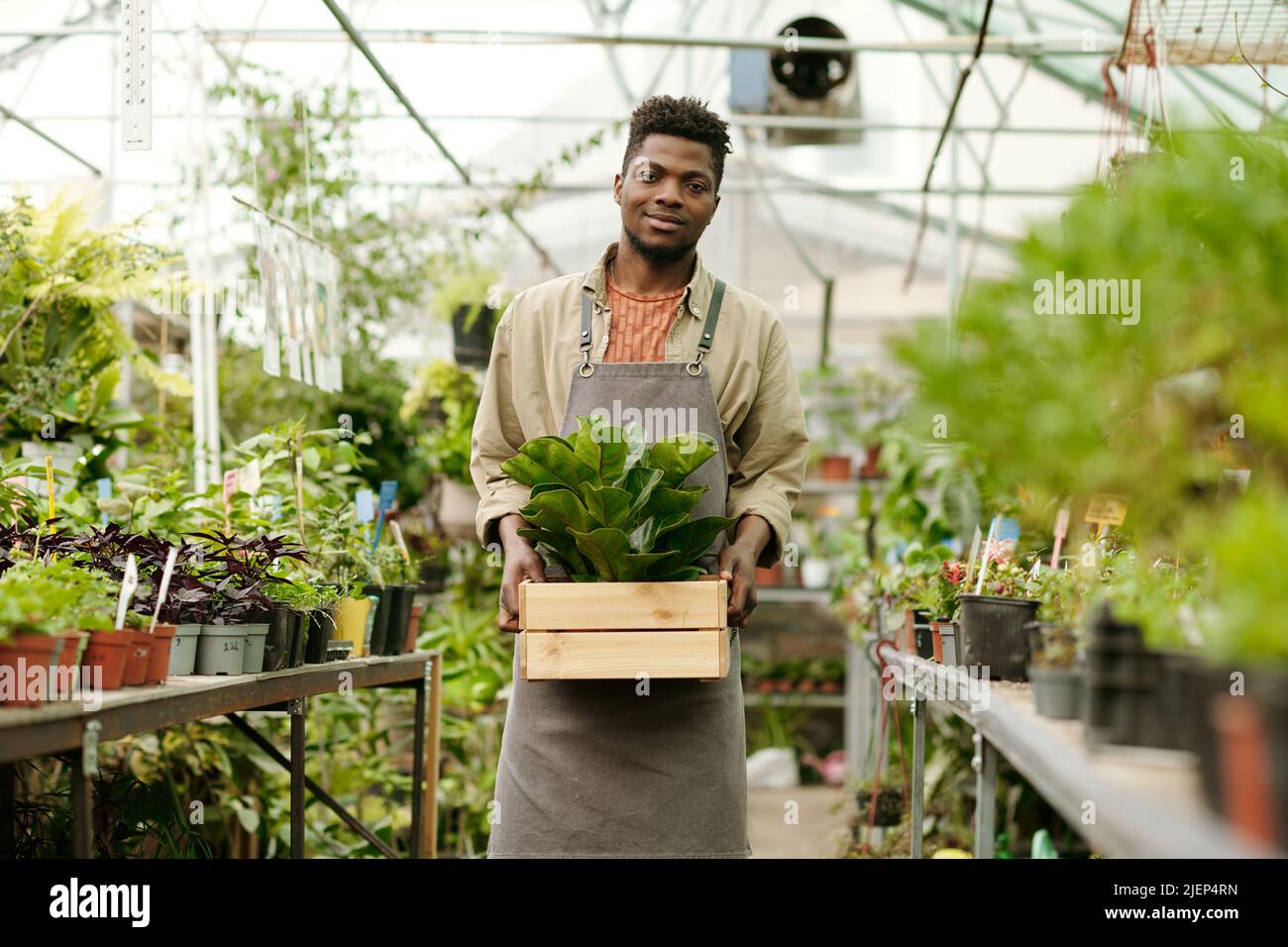 Portrait d'un jeune jardinier africain dans une boîte de maintien uniforme avec plante verte et souriant à la caméra debout dans le grenier Banque D'Images