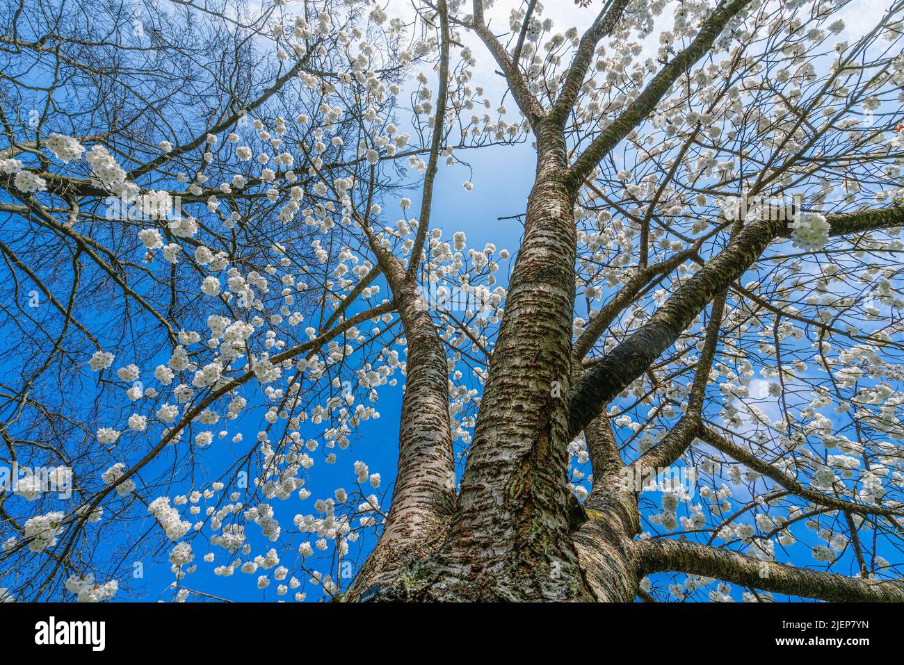 Belle scène de nature avec arbre en fleurs et lumière du soleil. Arrière-plan du ressort Banque D'Images