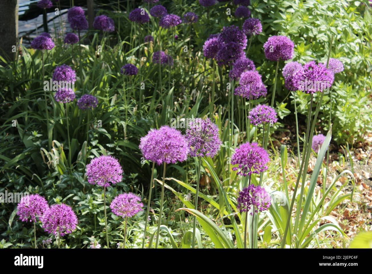 Fleurs violettes (prises de vue par Canon EOS) Banque D'Images