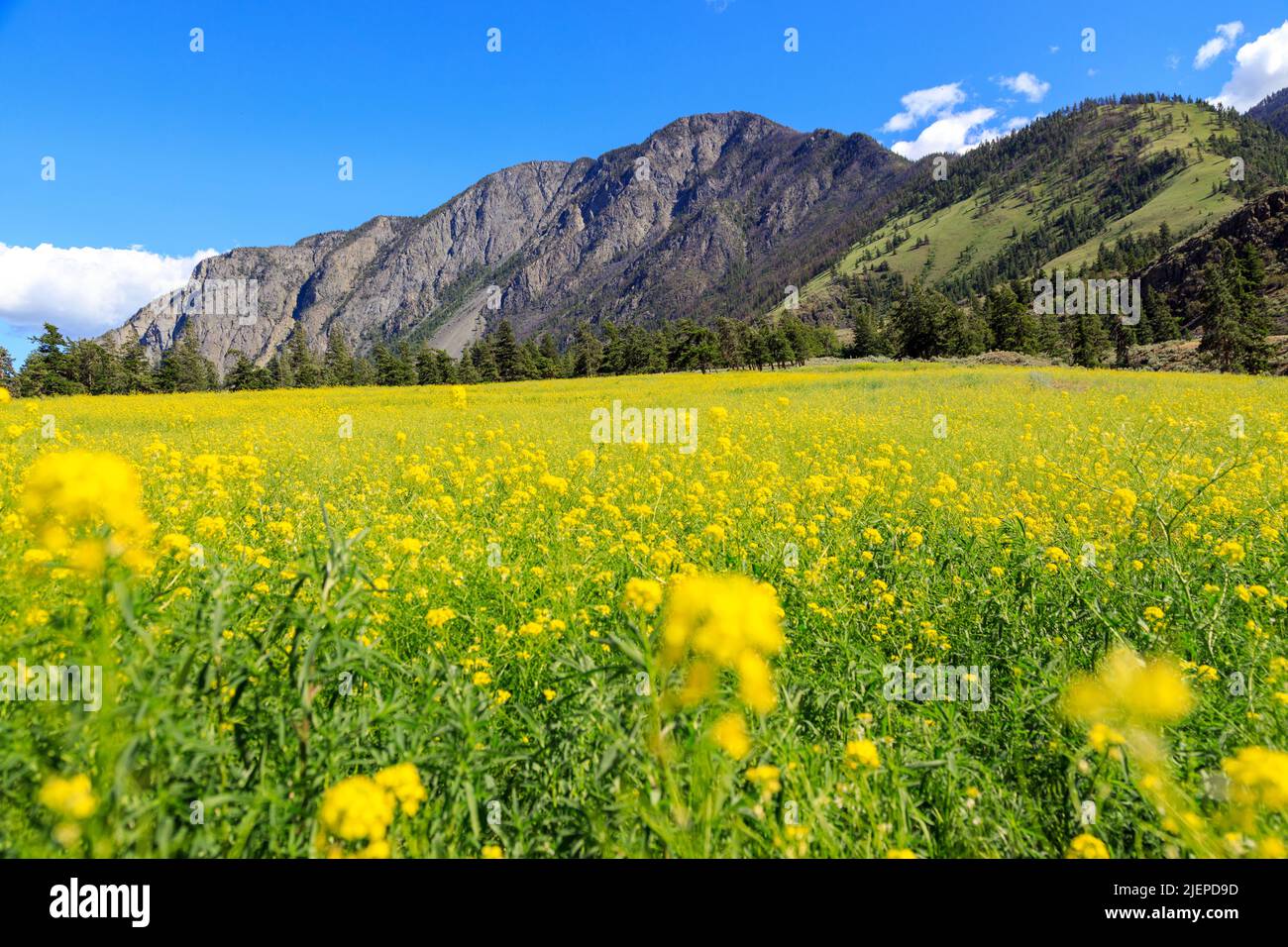 Paysage canadien de fleurs de moutarde dans un champ situé dans la vallée de la Similkameen près de Keremeos, Colombie-Britannique, Canada. Banque D'Images