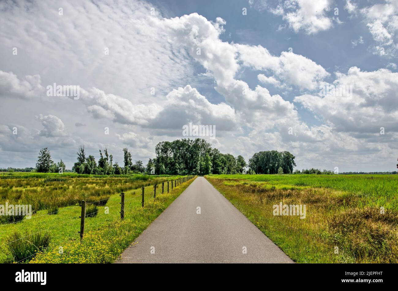 Route asphaltée étroite et droite entre un marais et un pré sous un ciel spectaculaire d'été dans la région de Noordwaard dans le parc national de Biesbosch Banque D'Images