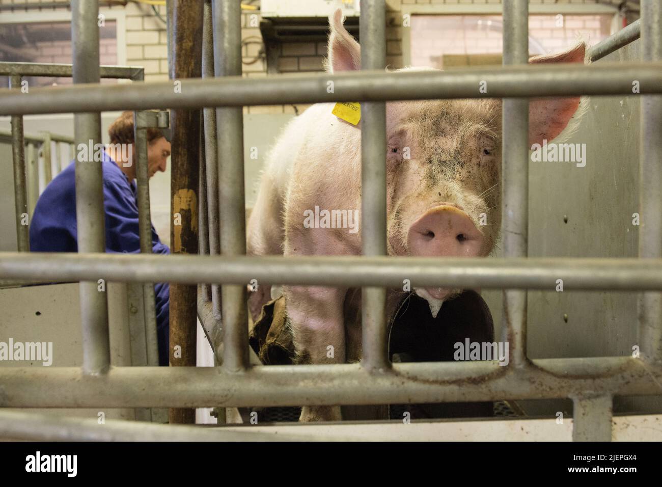 Artificial insemination pigs Banque de photographies et d'images à haute  résolution - Alamy