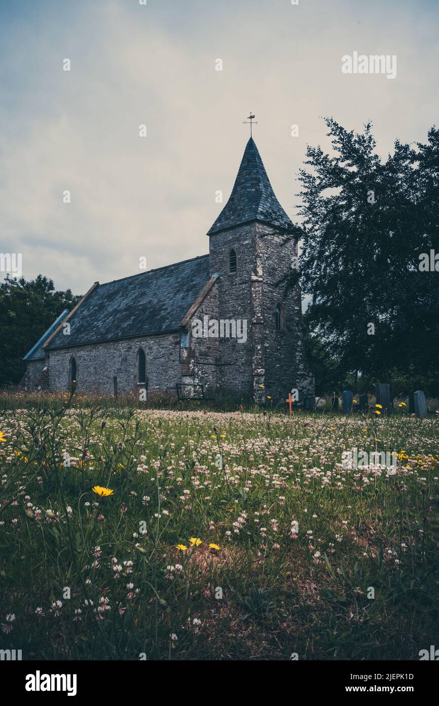 Fleurs blanches et jaunes sur l'herbe d'une église médiévale au pays de Galles Banque D'Images
