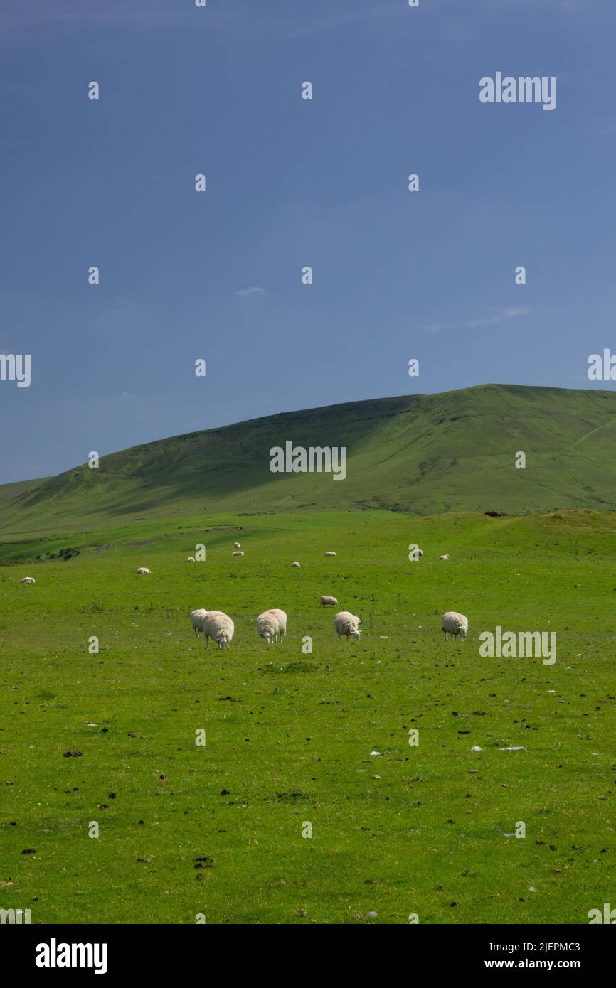 Moutons paître dans un champ vert au pays de Galles, en face des montagnes noires Banque D'Images