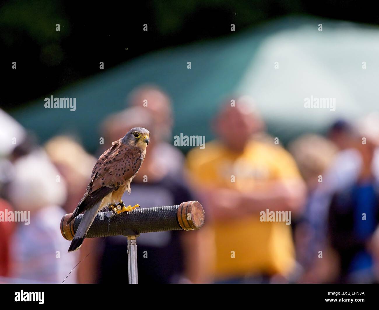 Un Kestrel (Falco tinnunculus) perché sur un stand à un spectacle de fauconnerie au Horbury Show, à Wakefield, West Yorkshire. Banque D'Images