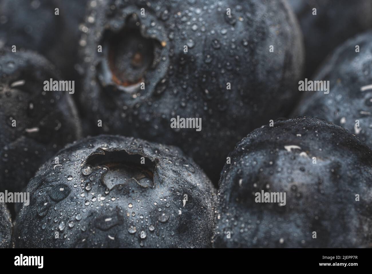 Un gros plan de bleuets frais avec des gouttes d'eau Banque D'Images