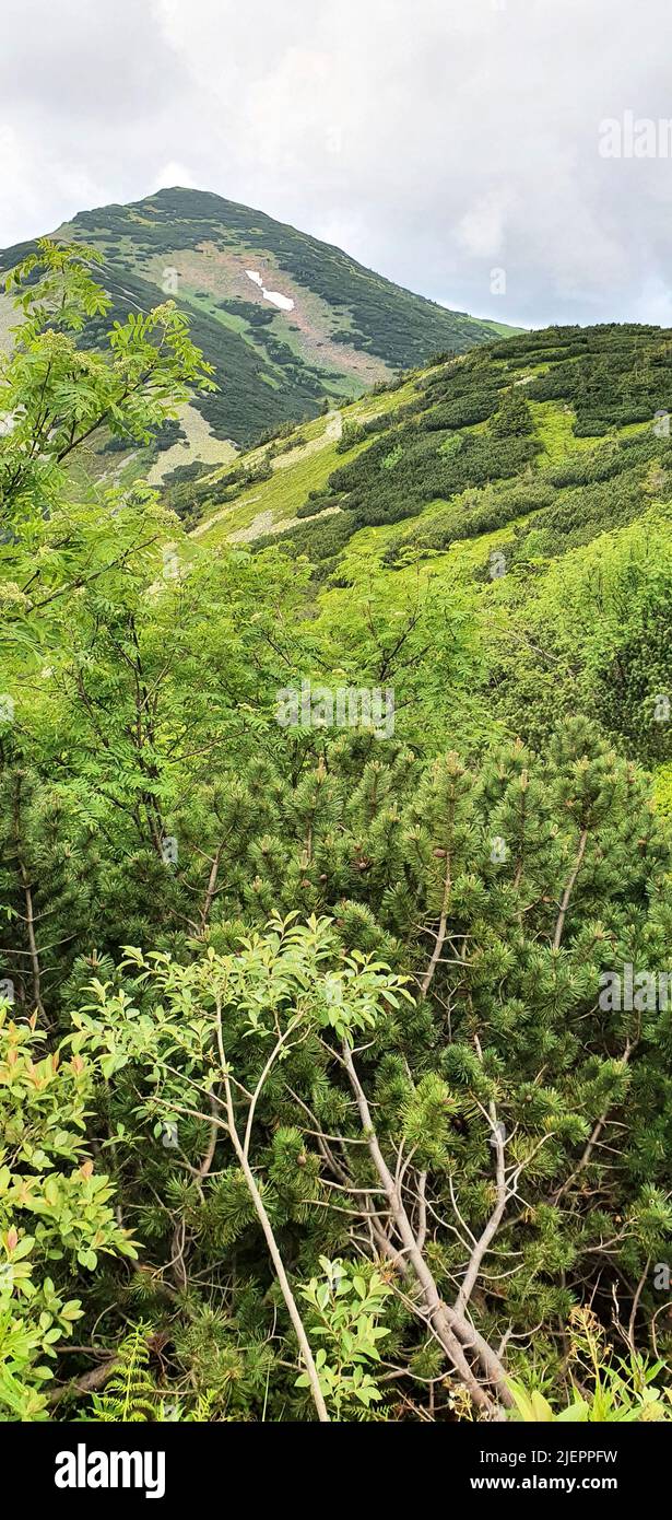 Paysage naturel dans les contreforts des Hautes Tatras dans le nord de la Slovaquie au début de l'été avec de larges vallées et des prairies verdoyantes. Banque D'Images
