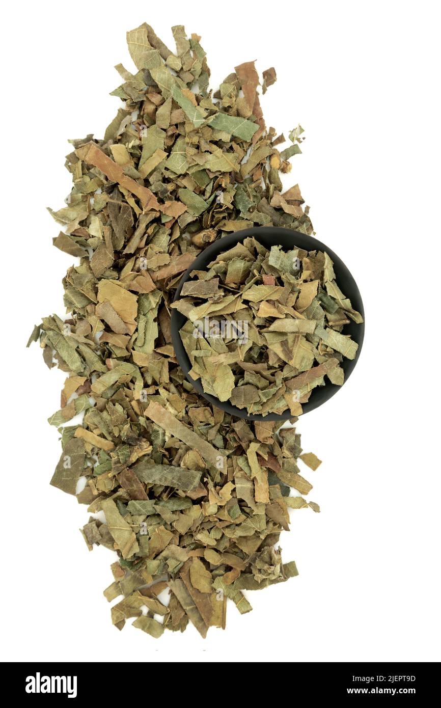 Loquat feuille herbe chinoise à base de plantes médicinales. Traite la toux, la bronchite, l'inflammation, le diabète de type 2. Broche pa ye. Folium eriobatryae japonica Banque D'Images