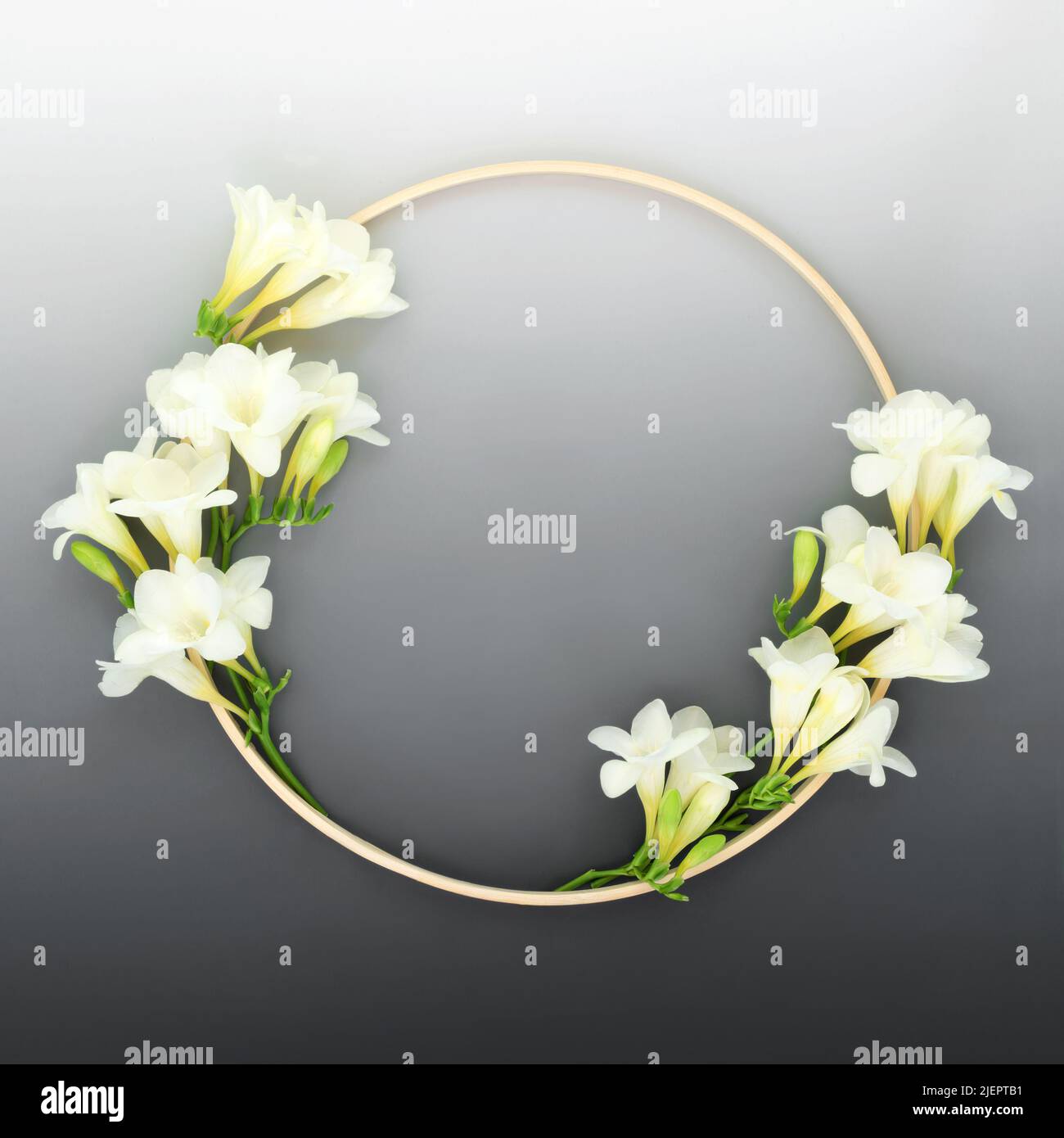 Couronne de fleurs FREESIA avec cadre en bois. Symbole de forme ronde naturelle et élégante sur dégradé de gris. Concept de nature minimale. Banque D'Images Couronne de fleurs FREESIA avec cadre en bois. Symbole de forme ronde naturelle et élégante sur dégradé de gris. Concept de nature minimale. Banque D'Images