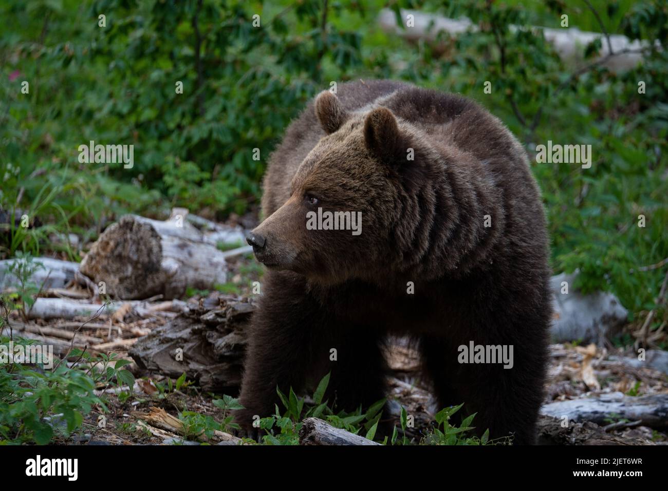 Ours brun européen dans la région frontière entre la Slovénie et la Croatie Banque D'Images