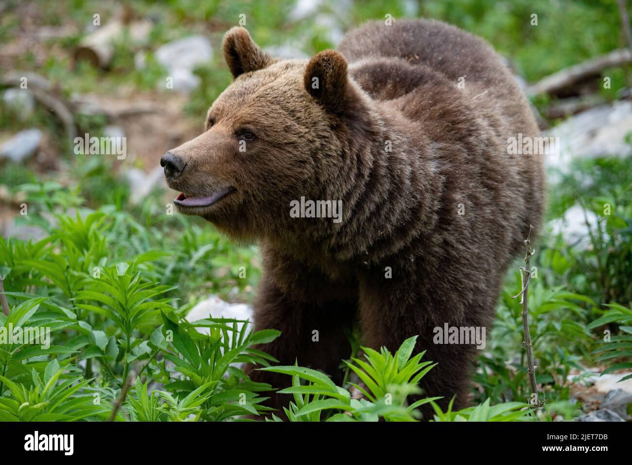 Ours brun européen dans la région frontière entre la Slovénie et la Croatie Banque D'Images