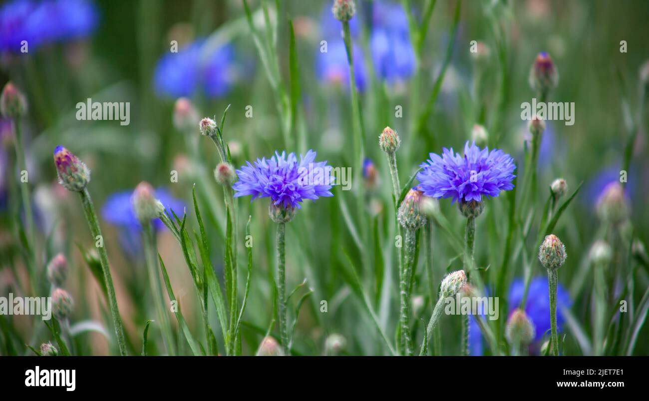 Cornflower, Centaurea cyanus, Asteraceae. Les fleurs bleues de la fleur de maïs poussent densément dans le jardin Banque D'Images