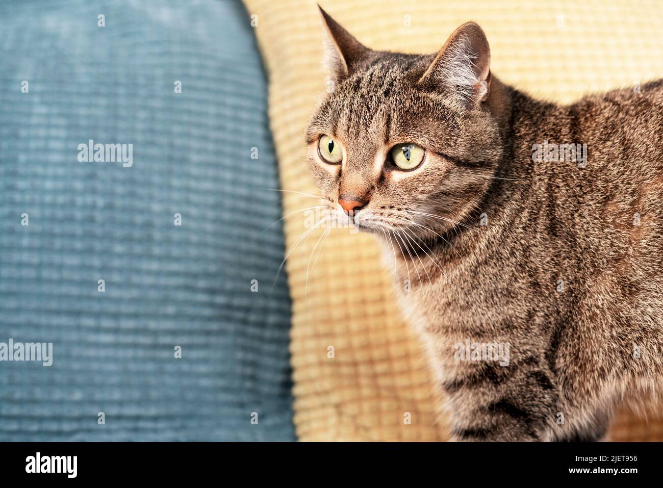 Tabby rayé beige chat avec les yeux verts contre bleu jaune oreillers animaux mignons copie espace sélectif foyer Banque D'Images