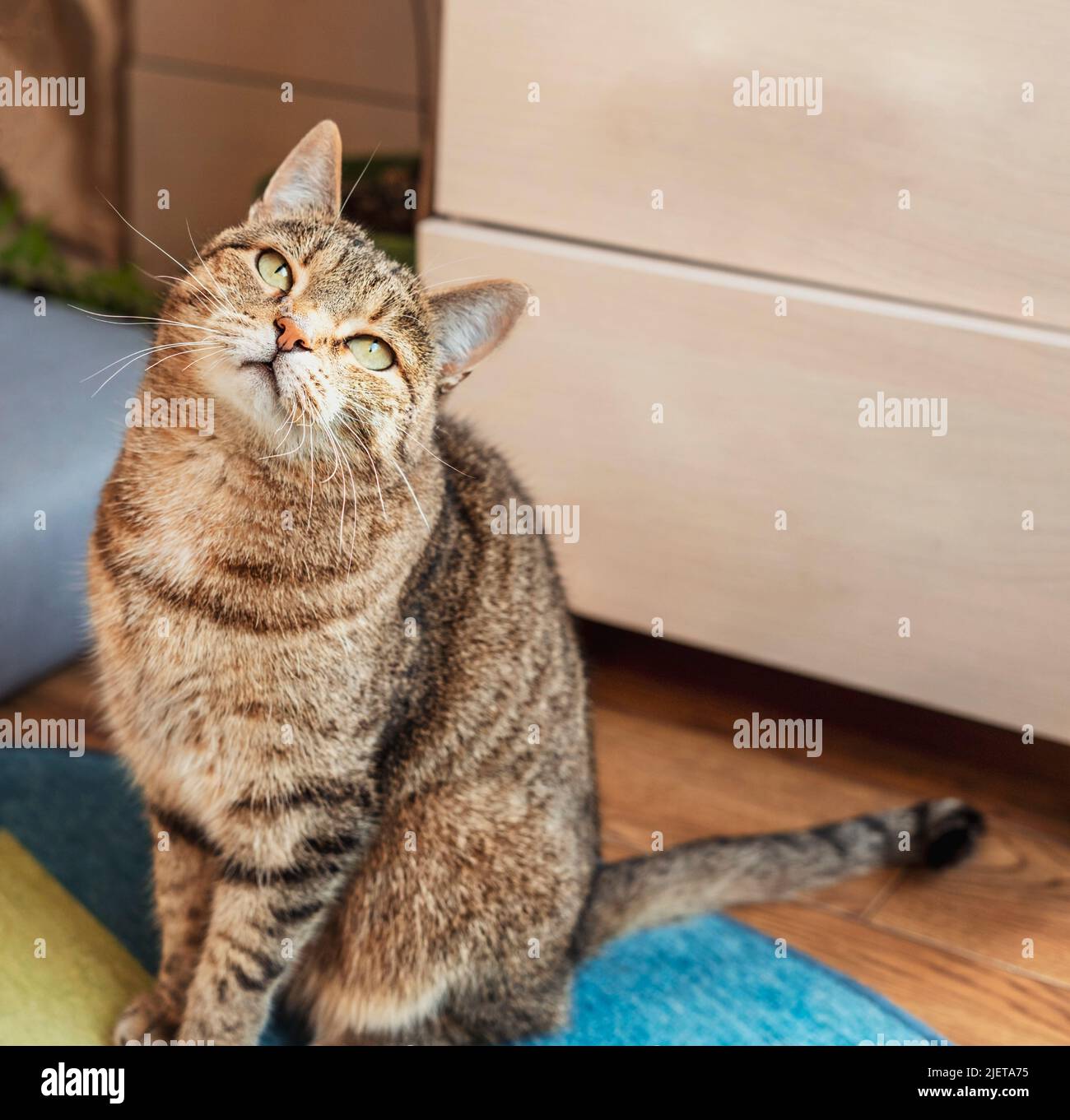 Chat rayé beige tabby avec les yeux verts assis dans la maison à la recherche de petits animaux animaux de compagnie sélectif foyer Banque D'Images