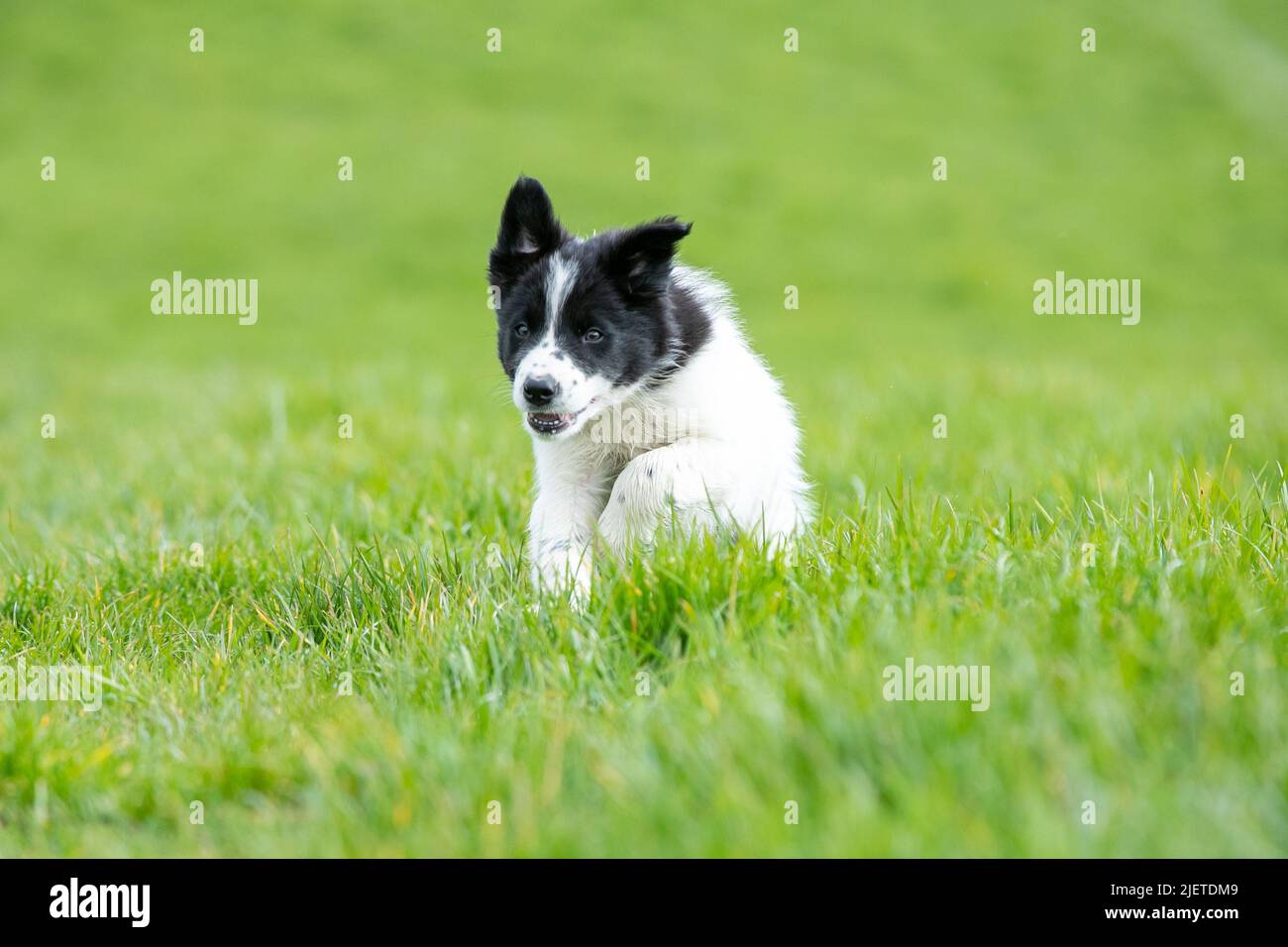 Chiots Border Collie Banque D'Images