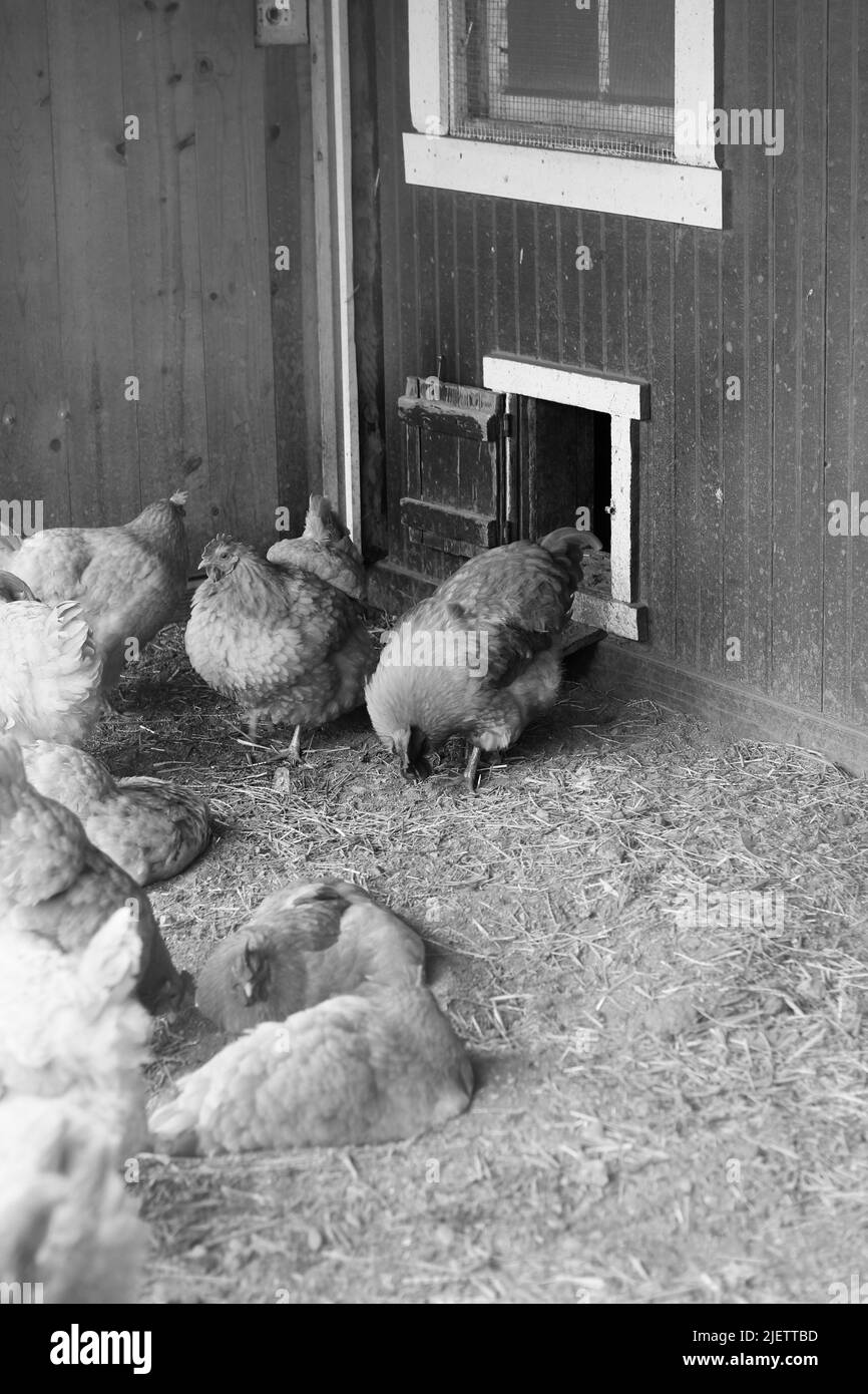 Les poulets de plein champ se balassent autour du cimetière en noir et blanc. Banque D'Images