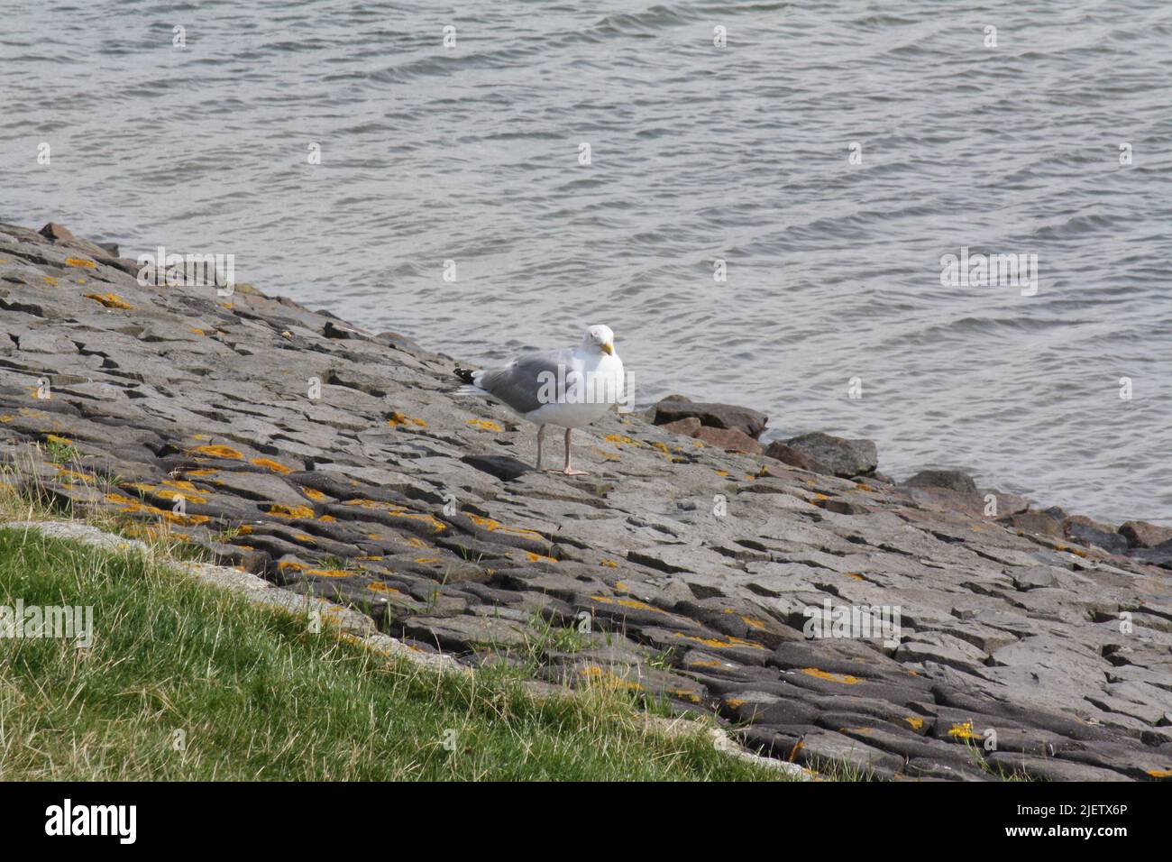 Mouette sur une digue Banque D'Images