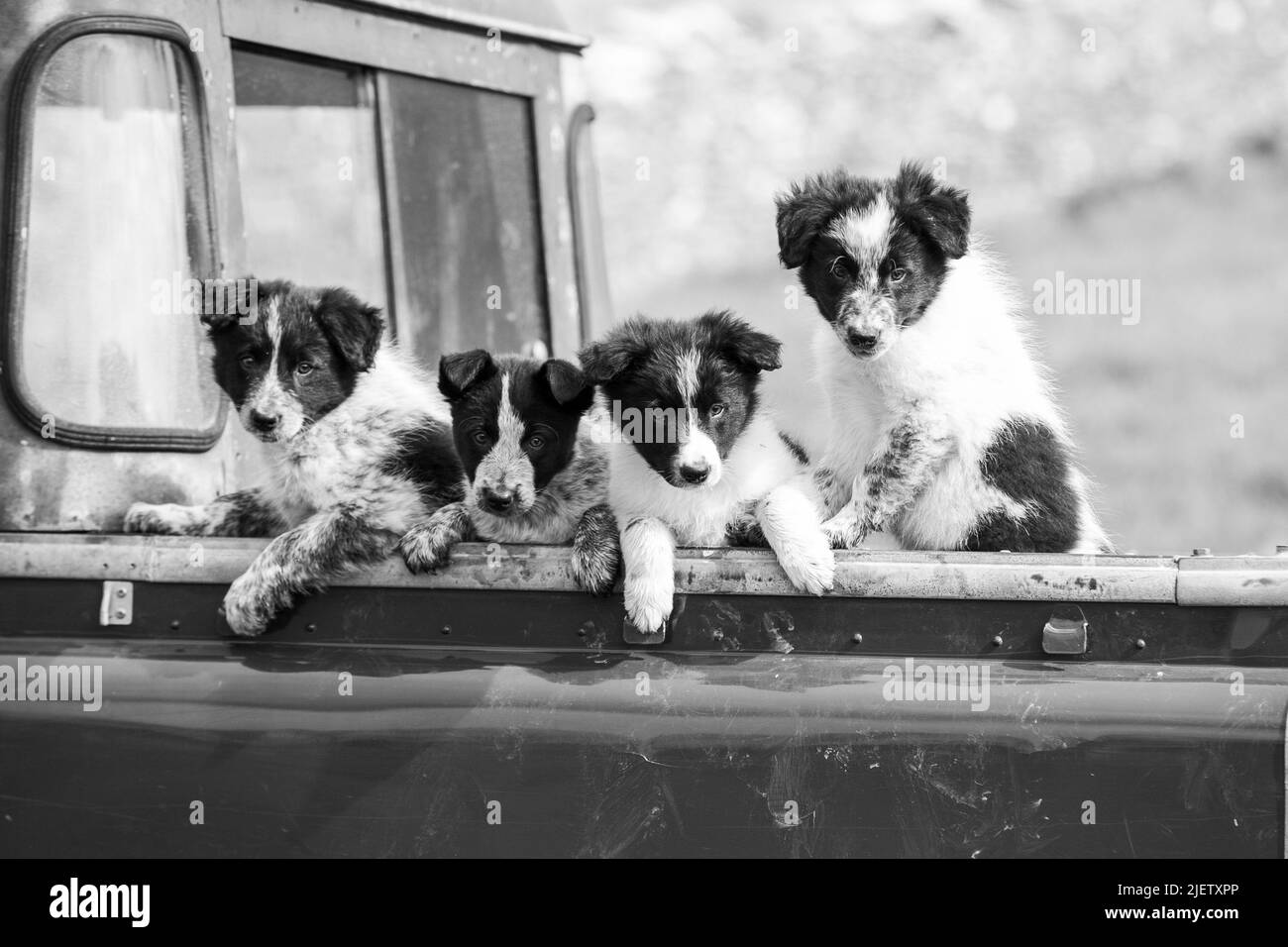 Chien de berger et chiots en activité Banque D'Images