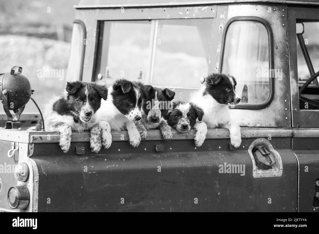 Chien de berger et chiots en activité Banque D'Images