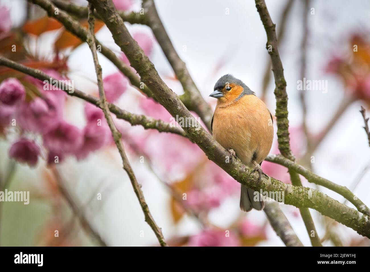 Chaffinch (Fringilla coelebs) dans un arbre en fleurs qui regarde au loin Banque D'Images