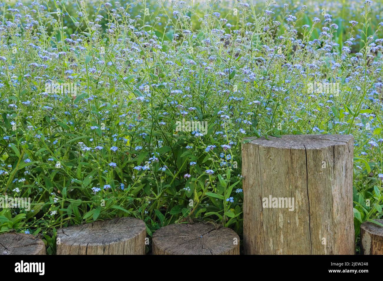 Printemps prairie sauvage dans les montagnes. De nombreuses fleurs alpines bleues sur une glade verte au printemps. Forget-Me-Not Myosotis scorpioides est en fleurs. Banque D'Images